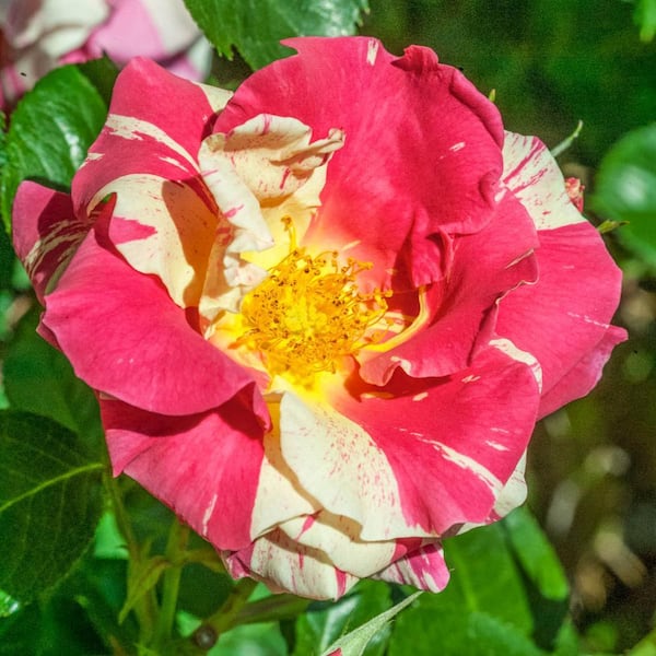 Spring Hill Nurseries Candy Land Climbing Rose Dormant Bare Root
