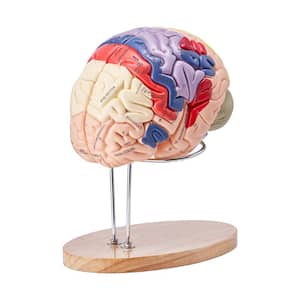 Human Brain Model Anatomy 4-Part Human Brain Anatomical Model with Labels and Display Base Detachable Brain Model