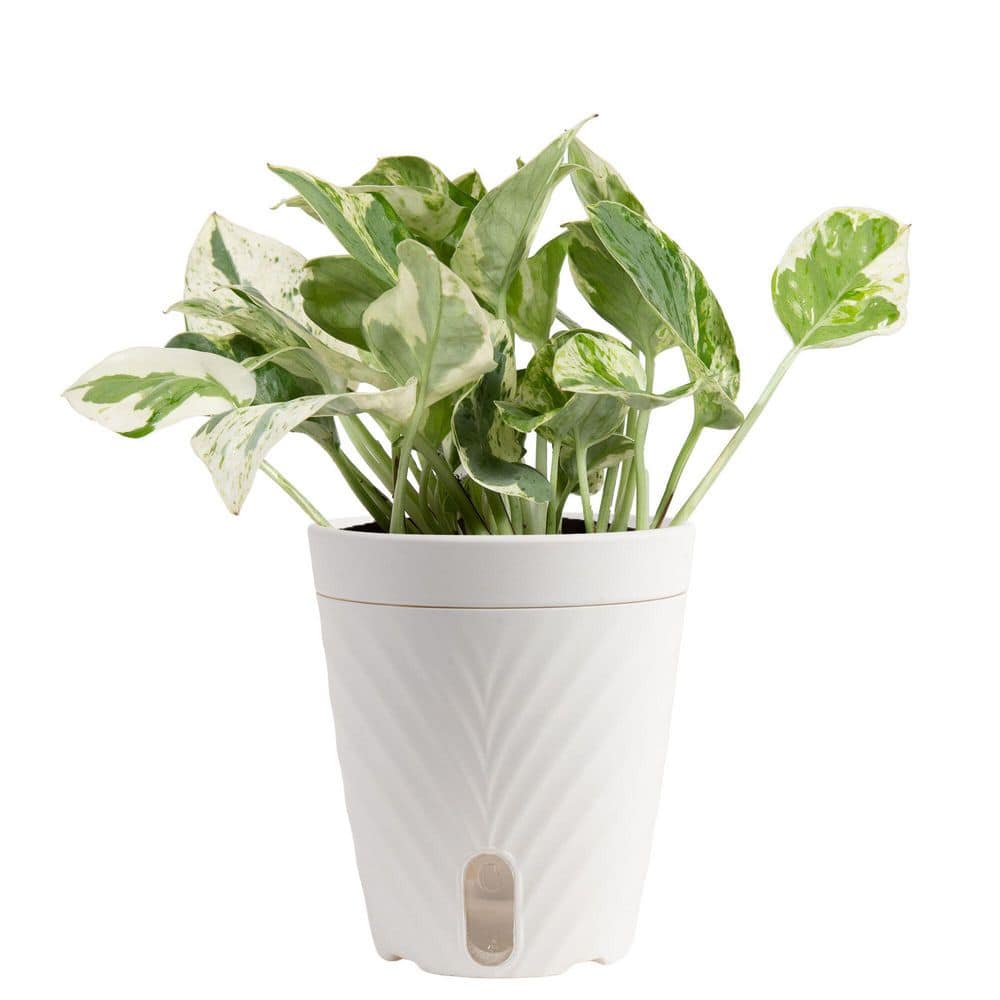 Grower's Choice Exotic Angel Pothos Plant in 4.8 in. Decor Pot, Avg. Shipping Height 8 in. Tall price history on PriceWatchPro