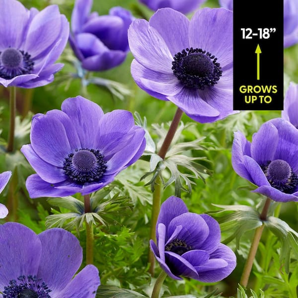 anemone Anemone x hybrida Fantasy™ 'Red Riding Hood' (Windflower