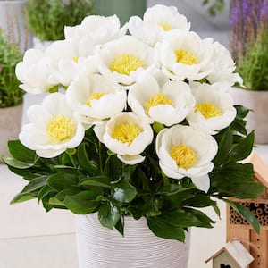 Patio Peonies Dublin For Containers (Set of 1 Root)