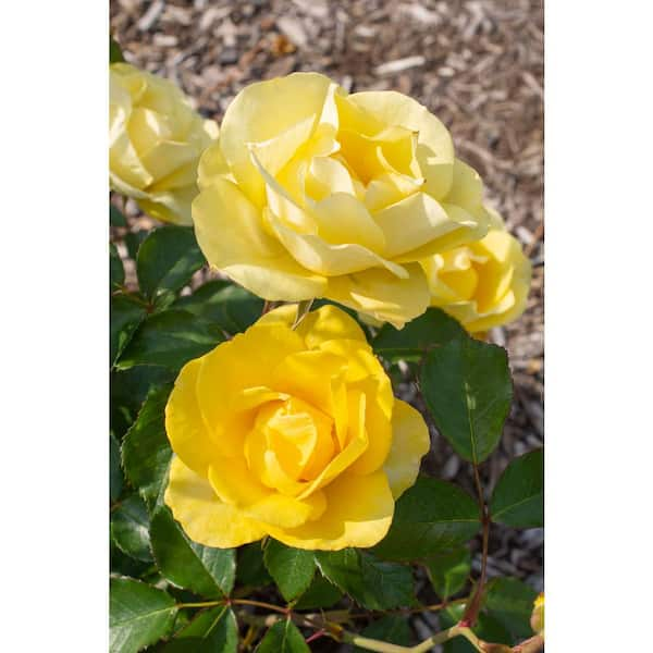 Star® Roses - 'Canyon Road™' Floribunda Rose – Al's Garden & Home