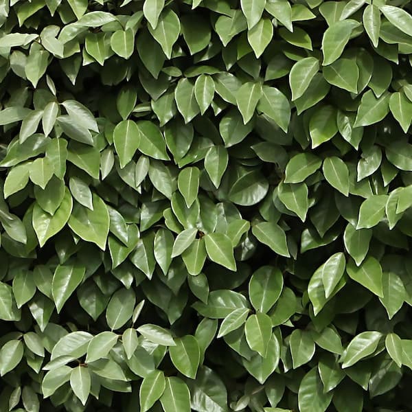 national PLANT NETWORK 2.25 Gal. Elaeagnus Shrub