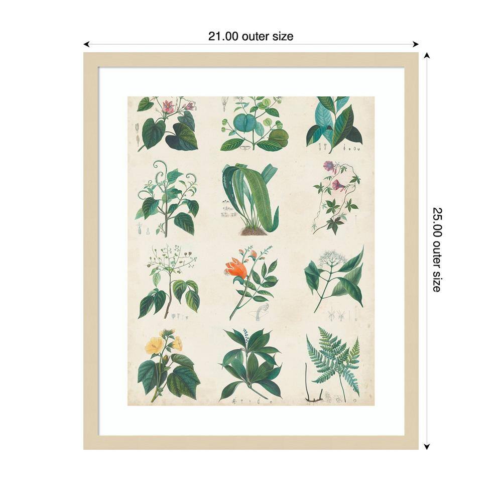 Striped Peonies IV Light Purple and Green Framed Print