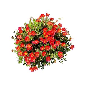 1.8 Gal. Purslane Plant Red Flowers in 11 In. Hanging Basket