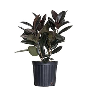 Ficus Elastica Burgandy Live Indoor Houseplant Shipped in 9.25 in. Grower Pot 24 in. to 34 in. Tall