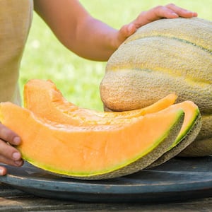 Melon El Gordo Hybrid Vegetable Seeds (10 Seed Packet)