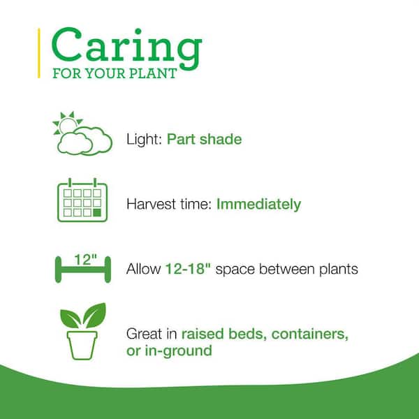 19 oz. Greek Oregano Herb Plant (2-Pack)