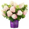 FIRST EDITIONS 3 gal. Vanilla Strawberry Panicle Hydrangea, Live Plant with White Pink Red Flowers, Zone 4-8 (1 Pack) 1005271