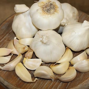 Garlic Softneck Silverskin Italian Late Set of 3 Cloves