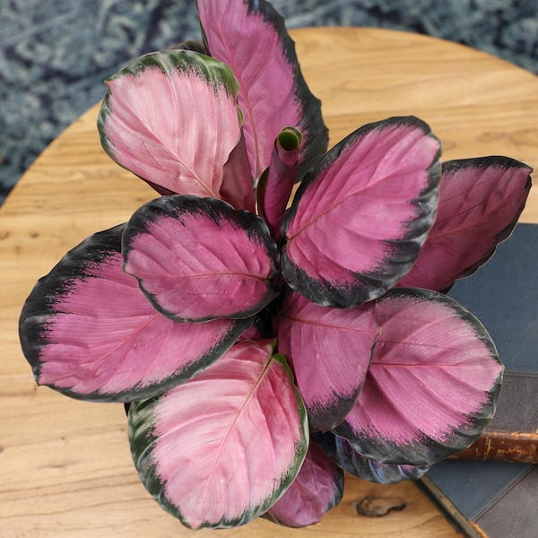 Altman Plants 6 in. Calathea Roseopicta Rose Painted Calathea Live Purple House Plant Pot