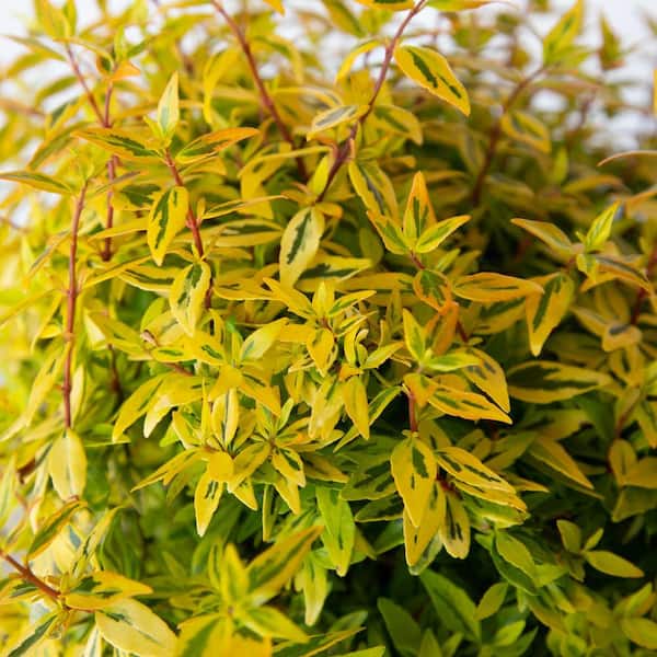 2 Gal. Suntastic Peach Abelia with Petite White Blooms, Live Semi-Evergreen Shrub Plant