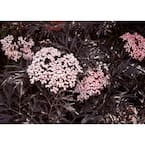 4.5 in. Qt. Black Lace Elderberry (Sambucus) Live Shrub, Pink Flowers