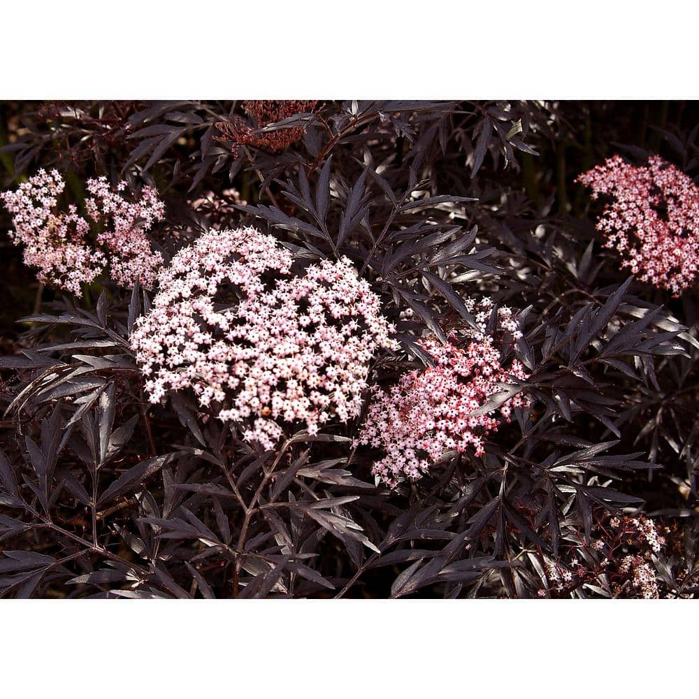 1 Gal. Black Lace Elderberry (Sambucus) Live Shrub, Pink Flowers price history on PriceWatchPro