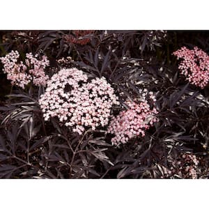 1 Gal. Black Lace Elderberry (Sambucus) Live Shrub, Pink Flowers