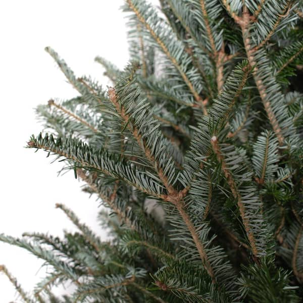 national PLANT NETWORK 6 ft. to 6.5 ft. Freshly Cut Fraser Fir Real  Christmas Tree (Live) HD9000 - The Home Depot
