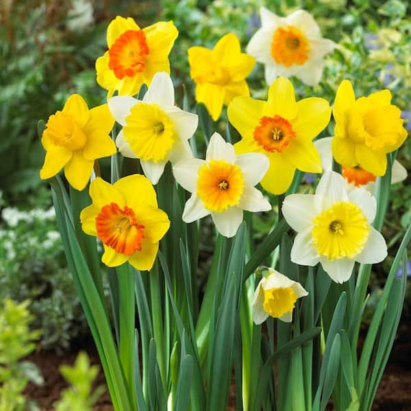 Bloomsz Large Cupped Daffodil Mix Flower Bulb (20-Pack)