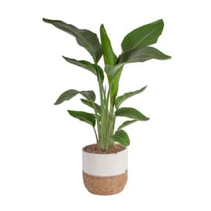 10 in. Cateracterum Indoor Palm (Cat Palm) in Gray Planter, Average Shipping Height 3-4 ft. Tall