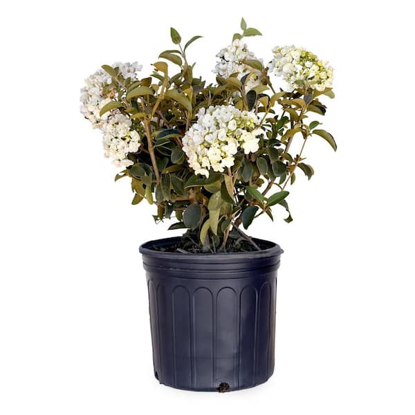 2.5 Gal - Chinese Snowball Viburnum, Live Deciduous Shrub, White Hydrangea-like Bloom Clusters