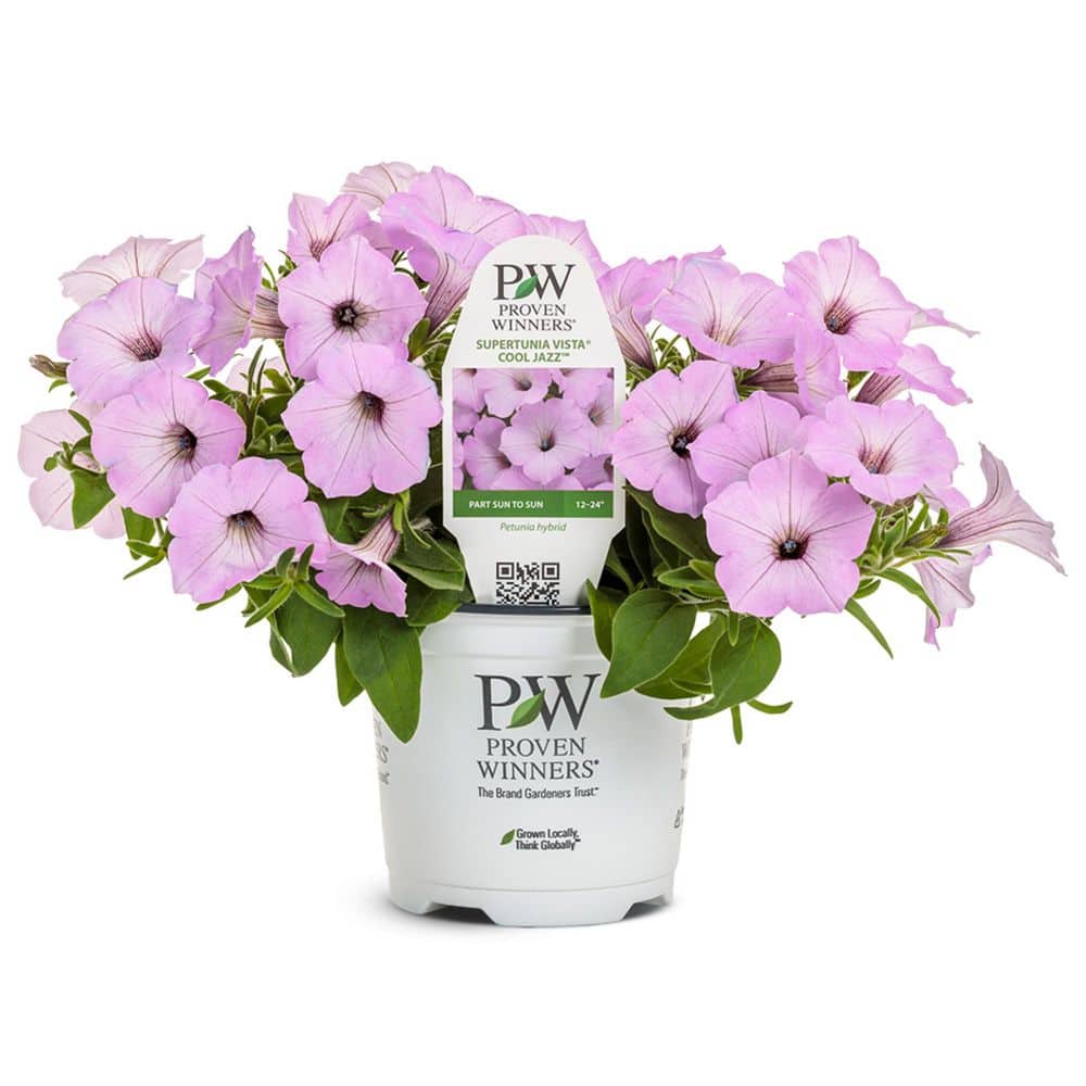PROVEN WINNERS 7 in. Royale Supertunia Vista Cool Jazz Petunia