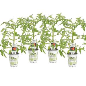 4.25 in. Grande Garden Gem Tomato (Lycopersicon) Live Vegetable Plant, Red Tomatoes (4-Pack)