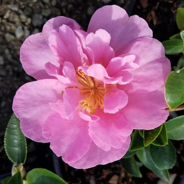 FLOWERWOOD 2.5 qt. Taylor's Perfection Camellia (Hybrid) Shrub with Large Soft Pink Blooms