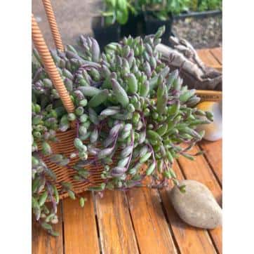 Unbranded - Othonna Capensis Succulent Plant Flower Baskets for Garden and Balcony (1-Pack)