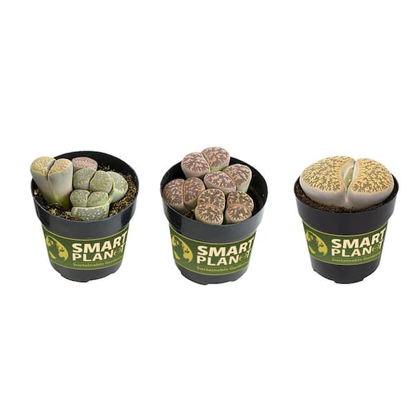 SMART PLANET Lithop Collection Plant (3-Pack)