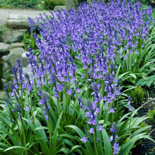 VAN ZYVERDEN Wood Hyacinths Hispanica Blue Set of 25 Bulbs
