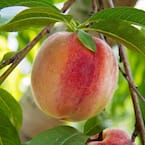 5 Gal. Flordaking Peach Tree