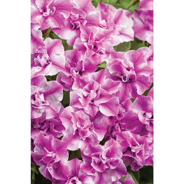 PROVEN WINNERS 4.25 in. Grande Supertunia Pink Double Flowers Sharon (Petunia) Live Plant (4-Pack)