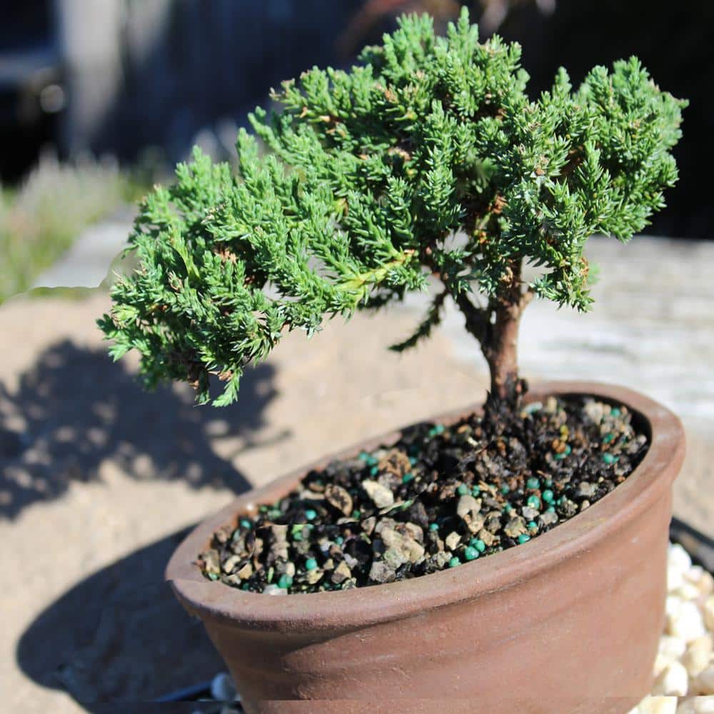 Green Mound Juniper 3-Year-Old Outdoor Bonsai in Blue Ceramic Pot