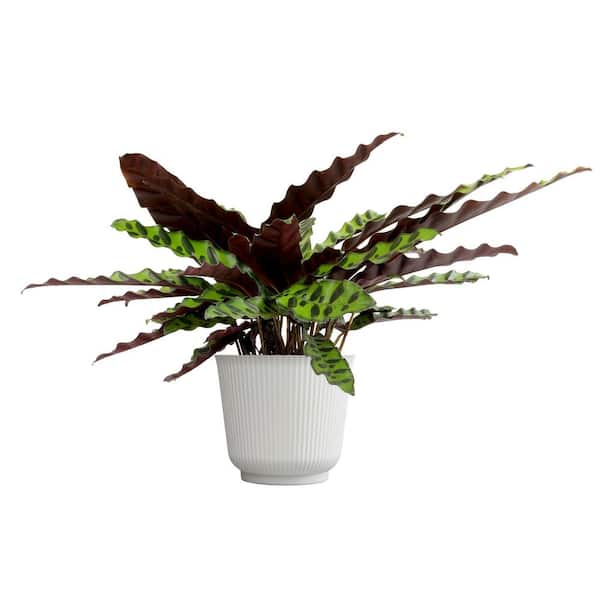 ALTMAN PLANTS Calathea Rattlesnake (Lancifolia), 6 in. White Decorative  Pot, Pet Friendly Plant, Unique Live Indoor House Plant Gift 0873480 - The  Home Depot