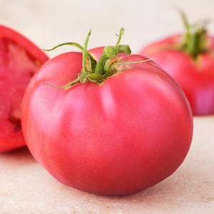 19 oz. Pink Girl Tomato Plant
