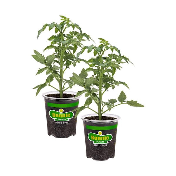 Bonnie Plants 19.3 oz. Better Bush Tomato Plant, (2-Pack)
