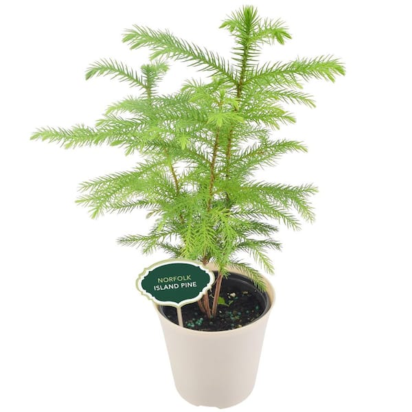 4 in. Norfolk Island Pine Plant in Beige Pot Cover Planter