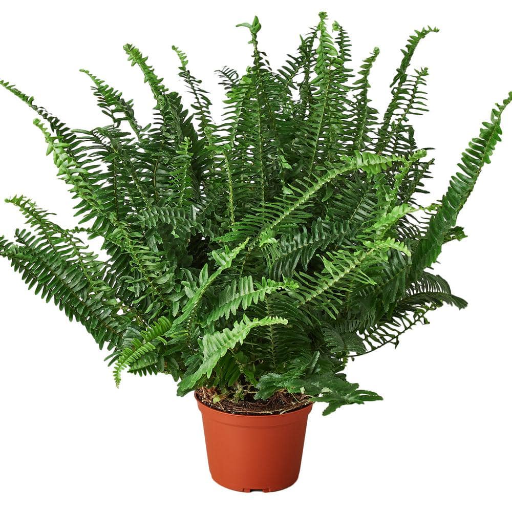 Jesters Crown Fern (Nephrolepis obliterata) Plant in 6 in. Grower Pot