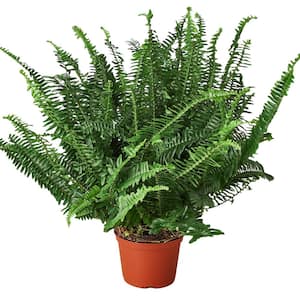 Jester's Crown Fern (Nephrolepis obliterata) Plant in 6 in. Grower Pot