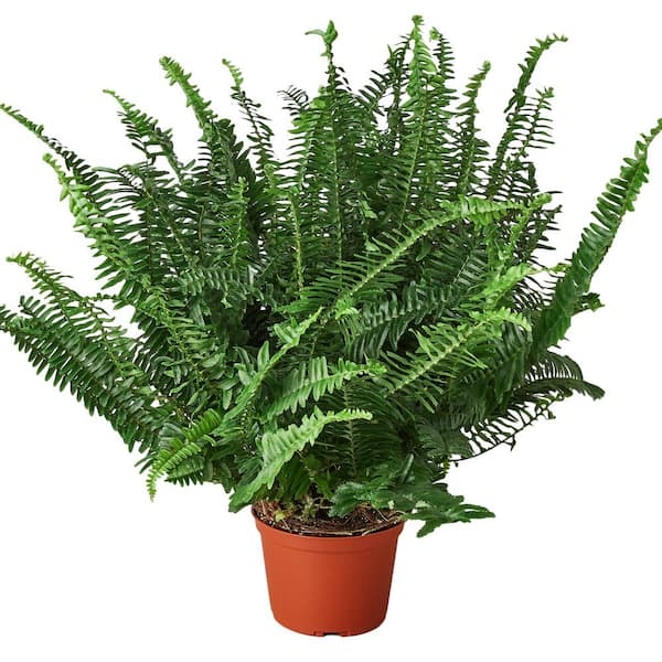 Unbranded Jester's Crown Fern (Nephrolepis obliterata) Plant in 6 in. Grower Pot