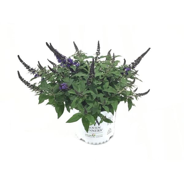 PROVEN WINNERS Butterfly Bush (Buddleia) Pugster Blue