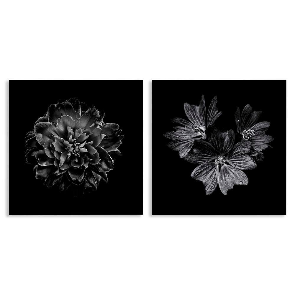 Blossoms with Water Droplets by Brian Carson 2 Pieces Unframed Animal Graphic Art Print 17 in. x 17 in. price history on PriceWatchPro