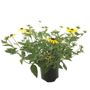 Black-Eyed Susan Rudbeckia Goldsturm Live Plant