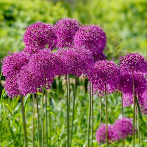 12/plus cm Allium Purple Sensation Flower Bulbs (Bag of 50 Bulbs)