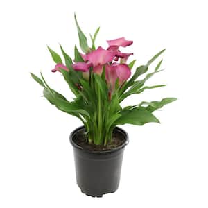 Pink-Purple Calla Lily Garden Perennial Outdoor Plant in 2.5 qt. Grower Pot