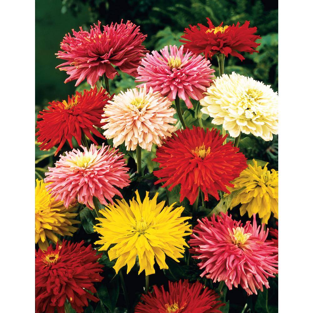 Gurney's Zinnia State Fair, Multi Color Flowers (60 Seed Packet) 15298