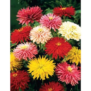 Zinnia State Fair, Multi Color Flowers (60 Seed Packet)