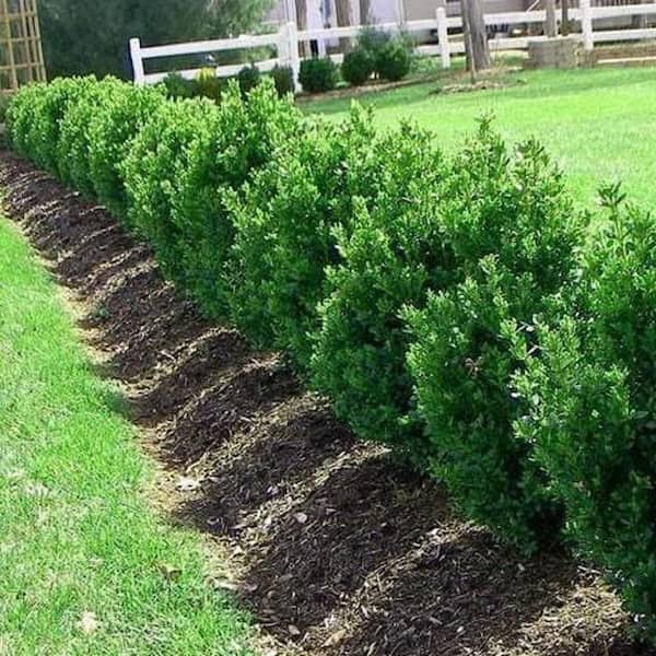 3 Gal Green Mountain Boxwood (Buxus) Live Evergreen Shrub