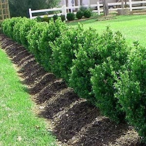 3 Gal Green Mountain Boxwood (Buxus) Live Evergreen Shrub