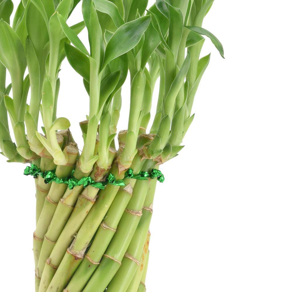 Elegant Tornado Lucky Bamboo in White Ceramic Planter, 13-15" Height