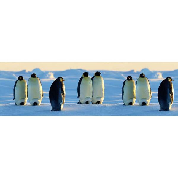 National Geographic Penguins Wallpaper Border
